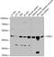F2R Like Thrombin Or Trypsin Receptor 3 antibody, 23-606, ProSci, Western Blot image 