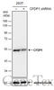 Craniofacial Development Protein 1 antibody, GTX128024, GeneTex, Western Blot image 
