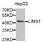 LIM and senescent cell antigen-like-containing domain protein 1 antibody, PA5-76925, Invitrogen Antibodies, Western Blot image 