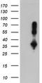 DNA excision repair protein ERCC-1 antibody, LS-C173764, Lifespan Biosciences, Western Blot image 