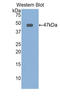 Fibrillin 1 antibody, LS-C303099, Lifespan Biosciences, Western Blot image 