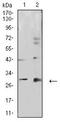 Forkhead Box D1 antibody, orb156926, Biorbyt, Western Blot image 