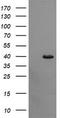 Cell division cycle protein 123 homolog antibody, TA505693AM, Origene, Western Blot image 