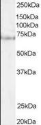 Pescadillo homolog antibody, orb95380, Biorbyt, Western Blot image 