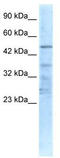 Cholinergic Receptor Nicotinic Alpha 1 Subunit antibody, TA338392, Origene, Western Blot image 