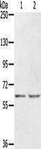 Potassium Voltage-Gated Channel Subfamily H Member 6 antibody, TA349334, Origene, Western Blot image 