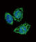 Dual specificity protein phosphatase 6 antibody, abx033959, Abbexa, Western Blot image 