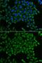 Mitochondrial Ribosomal Protein S30 antibody, GTX54320, GeneTex, Immunocytochemistry image 