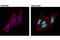 Histone Cluster 1 H2B Family Member B antibody, 12799S, Cell Signaling Technology, Immunocytochemistry image 
