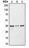 COP9 Signalosome Subunit 5 antibody, orb215030, Biorbyt, Western Blot image 