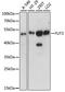 Fucosyltransferase 3 (Lewis Blood Group) antibody, A15058, ABclonal Technology, Western Blot image 