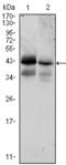 CD326 / EpCAM antibody, AM06447SU-N, Origene, Western Blot image 