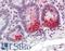Steroid 5 Alpha-Reductase 1 antibody, LS-B4172, Lifespan Biosciences, Immunohistochemistry frozen image 