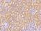 Dystroglycan 1 antibody, 14421-T24, Sino Biological, Immunohistochemistry paraffin image 