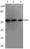 G3BP Stress Granule Assembly Factor 1 antibody, AP06127PU-N, Origene, Western Blot image 