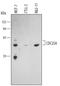 Cell Division Cycle 25A antibody, MAB1648, R&D Systems, Western Blot image 