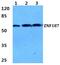 Zinc Finger And SCAN Domain Containing 26 antibody, PA5-75570, Invitrogen Antibodies, Western Blot image 