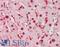 Sushi Repeat Containing Protein X-Linked antibody, LS-B11973, Lifespan Biosciences, Immunohistochemistry frozen image 