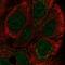 Coiled-Coil Domain Containing 144A antibody, HPA047220, Atlas Antibodies, Immunofluorescence image 
