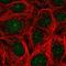ARSA antibody, HPA048087, Atlas Antibodies, Immunofluorescence image 