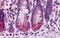 Baculoviral IAP Repeat Containing 6 antibody, TA319974, Origene, Immunohistochemistry frozen image 