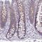 Lipin 3 antibody, NBP2-31920, Novus Biologicals, Immunohistochemistry frozen image 