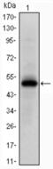 EPH Receptor A10 antibody, abx010729, Abbexa, Enzyme Linked Immunosorbent Assay image 
