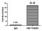 Histone H2B type 1-C/E/F/G/I antibody, orb517642, Biorbyt, Chromatin Immunoprecipitation image 