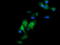 ETS Transcription Factor ERG antibody, LS-C174668, Lifespan Biosciences, Immunofluorescence image 