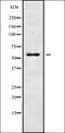 Nucleolar Protein 9 antibody, orb338517, Biorbyt, Western Blot image 