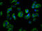 Histamine H4 receptor antibody, CSB-PA887972LA01HU, Cusabio, Immunofluorescence image 