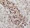 S100 Calcium Binding Protein P antibody, FNab07567, FineTest, Immunohistochemistry frozen image 
