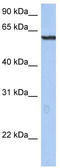 E3 ubiquitin-protein ligase TRIM22 antibody, TA330115, Origene, Western Blot image 