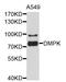 Myotonin-protein kinase antibody, abx125763, Abbexa, Western Blot image 