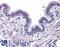Mucin 13, Cell Surface Associated antibody, LS-A8188, Lifespan Biosciences, Immunohistochemistry frozen image 