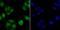 Nuclear factor 1 C-type antibody, NBP2-76954, Novus Biologicals, Immunofluorescence image 