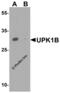 Uroplakin-1b antibody, 6499, ProSci, Western Blot image 