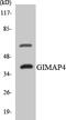 GTPase, IMAP Family Member 4 antibody, LS-C291997, Lifespan Biosciences, Western Blot image 