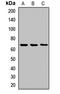 Solute Carrier Family 6 Member 2 antibody, orb411998, Biorbyt, Western Blot image 