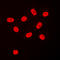 Sp3 Transcription Factor antibody, LS-C354250, Lifespan Biosciences, Immunofluorescence image 