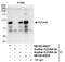 Kizuna Centrosomal Protein antibody, NB100-40837, Novus Biologicals, Western Blot image 