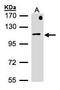 AP1B1 antibody, TA308828, Origene, Western Blot image 