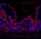 NLR Family Pyrin Domain Containing 3 antibody, LS-C312821, Lifespan Biosciences, Immunofluorescence image 