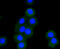 BCL2 Antagonist/Killer 1 antibody, 13-783, ProSci, Immunofluorescence image 