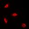 Perforin 1 antibody, orb381984, Biorbyt, Immunofluorescence image 