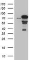 Zinc finger protein with KRAB and SCAN domains 1 antibody, CF810936, Origene, Western Blot image 