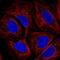 HtrA Serine Peptidase 3 antibody, NBP2-56875, Novus Biologicals, Immunofluorescence image 