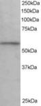 Importin subunit alpha-3 antibody, MBS420139, MyBioSource, Western Blot image 