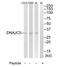 DnaJ Heat Shock Protein Family (Hsp40) Member C5 antibody, TA315830, Origene, Western Blot image 