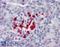 Von Hippel-Lindau disease tumor suppressor antibody, LS-B2927, Lifespan Biosciences, Immunohistochemistry frozen image 